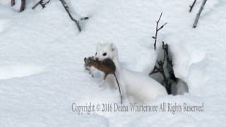 Longtailed Weasel Winter Phase with prey [upl. by Nylatsyrc]