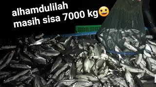 Panen ikan bandeng harvest of milk fish [upl. by Gnok645]