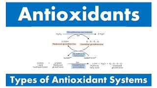 Antioxidants and Types of antioxidant systems [upl. by Ivers]