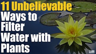 11 Unbelievable Ways to Filter Water with Plants [upl. by Nwahc319]