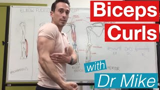 Biceps Curl  Contraction and Extension [upl. by Leidba]