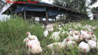 OrganicNatural Farming FreerangePastured Chicken [upl. by Shaw]