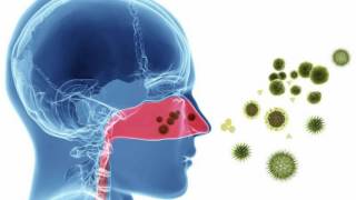 Difference Between Zyrtec Cetirizine and Claritin Loratadine [upl. by Eibrad838]