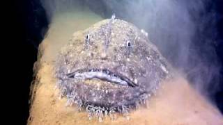 Monk Fish [upl. by Hesther122]