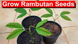 Grow Rambutan from Seed FUN and Easy English [upl. by Adnema]