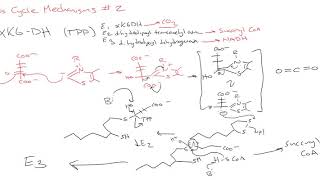 CHEM 407  Krebs Cycle  3  Mechanisms 2 [upl. by Eesac]