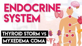 Thyroid Storm vs Myxedema Coma  Endocrine System Part 6 [upl. by Nifled]