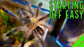 Top 10 Beginner Tarantulas YOU Overlooked [upl. by Annohsak474]