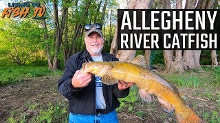 Allegheny River Catfish [upl. by Karissa]