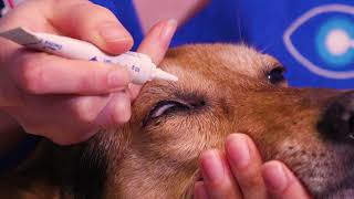 How to apply ointment to your dogs eyes [upl. by Sathrum]