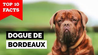 Dogue de Bordeaux  Top 10 Facts [upl. by Holbrook]