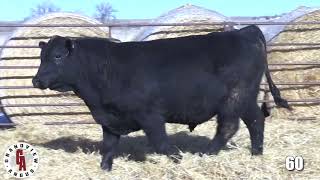 Grandview Angus Lot 60 [upl. by Yettie547]