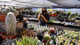 Rare Succulents amp Cacti  Plant Shop Tour 2021 [upl. by Aromat]