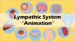 LYMPHATIC SYSTEM  Biology Animation [upl. by Ivett125]