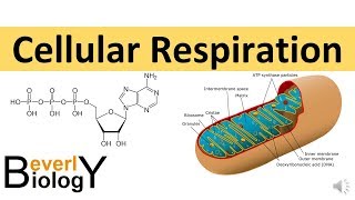 Cellular Respiration in detail [upl. by Imik]