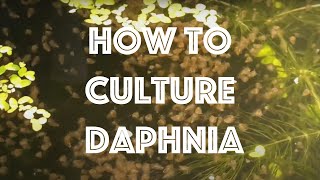 How To Culture Daphnia Magna [upl. by Liartnod361]