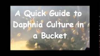 How to culture daphnia outside [upl. by Attaymik]