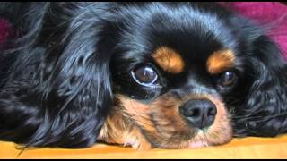 Cavalier King Charles Spaniel [upl. by Tiff]