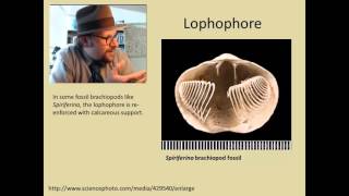 What are Brachiopods [upl. by Hubing603]