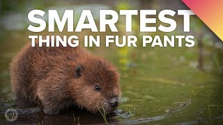 Why BEAVERS Are The Smartest Thing In Fur Pants [upl. by Ecyar]