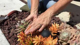 Succulent Planting Tips [upl. by Jemie415]