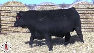 Grandview Angus Lot 3 [upl. by Ylrehs]