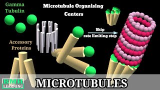 Microtubules  Microtubule Structure amp Function  Microtubules Assembly Microtubule Polymerisation [upl. by Avik]