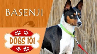 Dogs 101  BASENJI  Top Dog Facts About the BASENJI [upl. by Moulden]