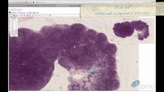 Histology of Liver [upl. by Sessylu]