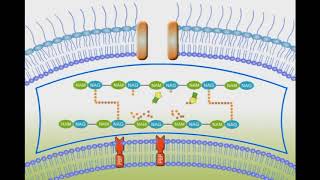 Penicillin Mechanism of Action animation video [upl. by Dacy980]