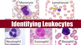 Identifying Leukocytes [upl. by Janot163]