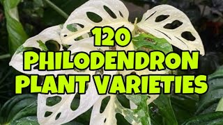 120 PHILODENDRON PLANT VARIETIES 🌱🌿 [upl. by Ilohcin382]