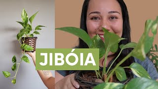 Como cuidar da jibóia planta plantas jibóia [upl. by Justen294]