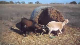 Goat Breeding Time 2015 [upl. by Aluap517]