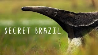 Secret Brazil Wild Pantanal National Geographic Documentary HD 2017 [upl. by Gilead]