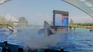 Loro Parque  Splash Show with Orcas Tenerife [upl. by Sidnac271]