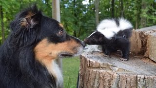 Funny Cute Pet Skunk Adventures [upl. by Cida69]