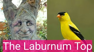 The Laburnum Top  LINE BY LINE EXPLANATION Class 11  In Hindi  English Hornbill Book  Poem 2 [upl. by Avot446]