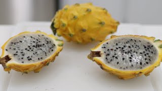 How to Eat Yellow Dragon Fruit Pitahaya Pitaya  Taste Test [upl. by Kampmeier579]