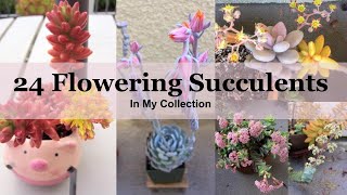 24 Flowering Succulents with Identification In My Collection [upl. by Yeslaehc]