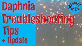 How to a Troubleshoot a Daphnia Culture [upl. by Vena386]