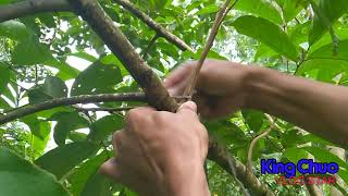 Grafting Rambutan fruit tree  RAMBUTAN PROPAGATION [upl. by Nylknarf]