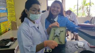 Frog Dissection Vlog  School Vlog  Philippines [upl. by Rugg208]