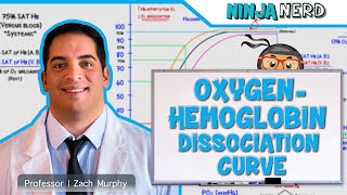 Respiratory  OxygenHemoglobin Dissociation Curve [upl. by Nitsrik983]