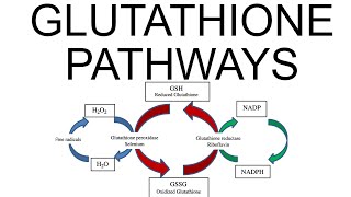 Glutathione Pathways [upl. by Isadora75]