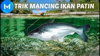 TERNYATA MANCING IKAN PATIN ITU MUDAH CARANYA [upl. by Dviad]