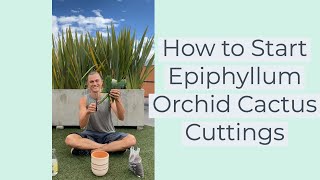 How to Start Epiphyllum Orchid Cactus Cuttings shorts [upl. by Gerrard]