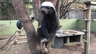 Honey Badger Stoffel and his son Stompy Moholoholo Animal Rehabilitation Centre 2017 [upl. by Beverie]