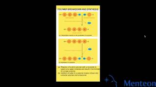 Synthesis and Breakdown of Polymers [upl. by Hoi817]