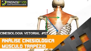 Análise cinesiológica do músculo trapézio  Cinesiologia Vetorial 12 [upl. by Llemar]